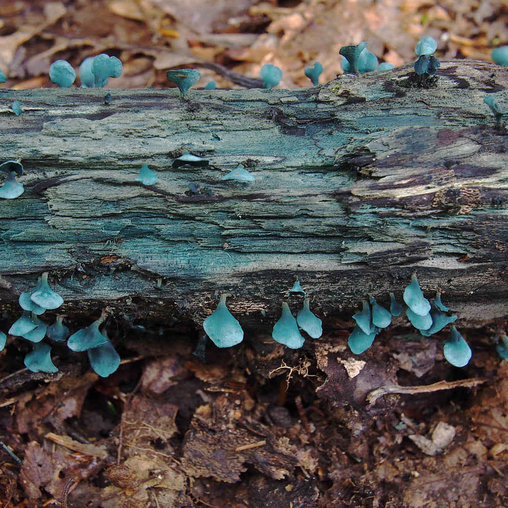 Elf Cup