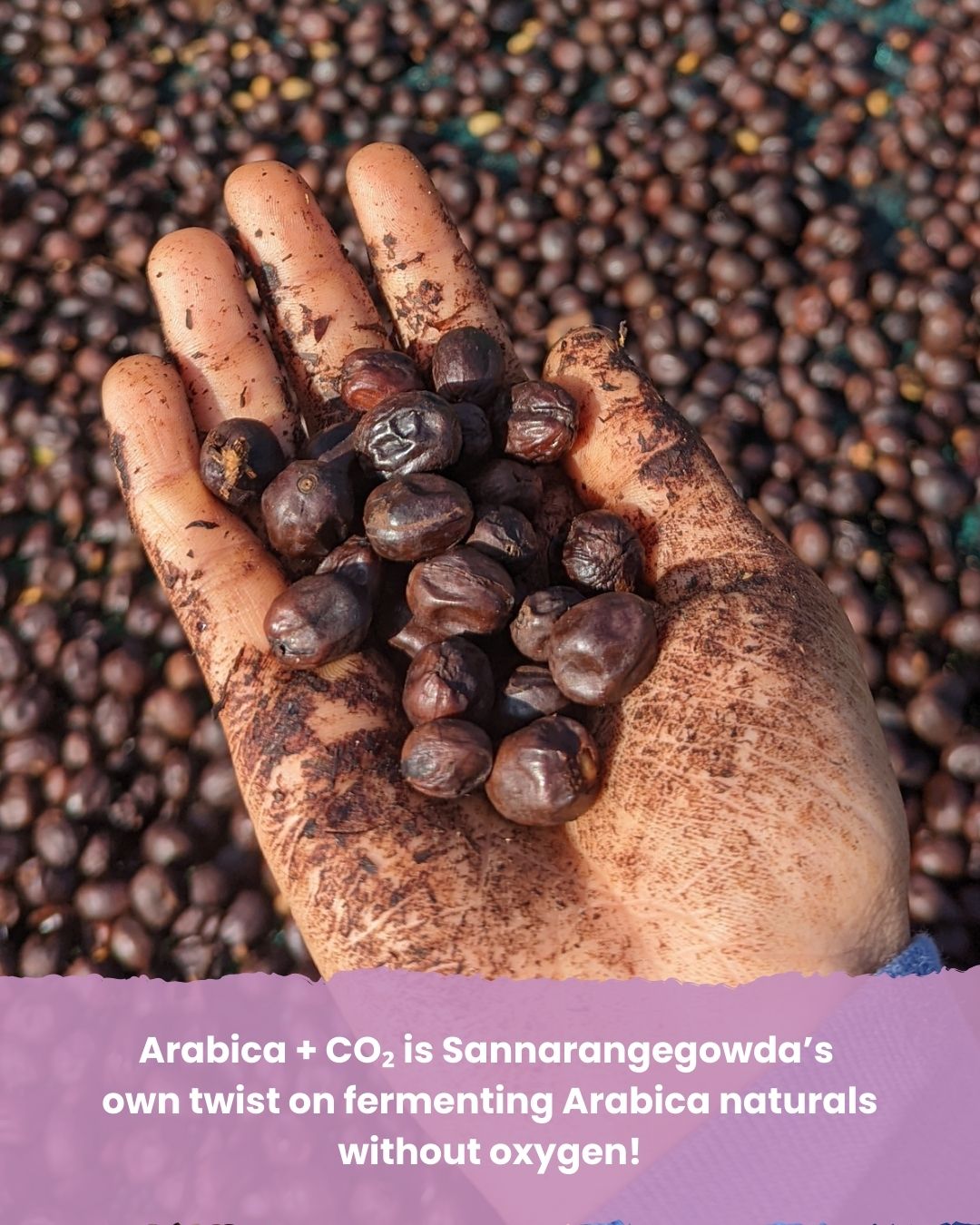 Arabica + CO₂