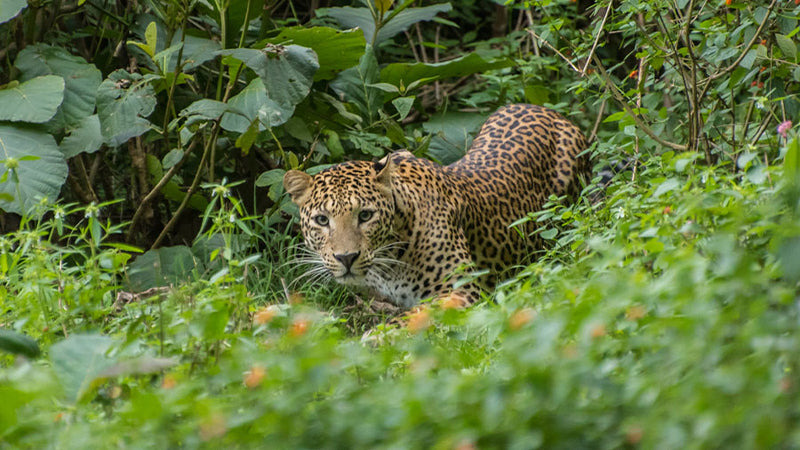 Biodiversity-Friendly