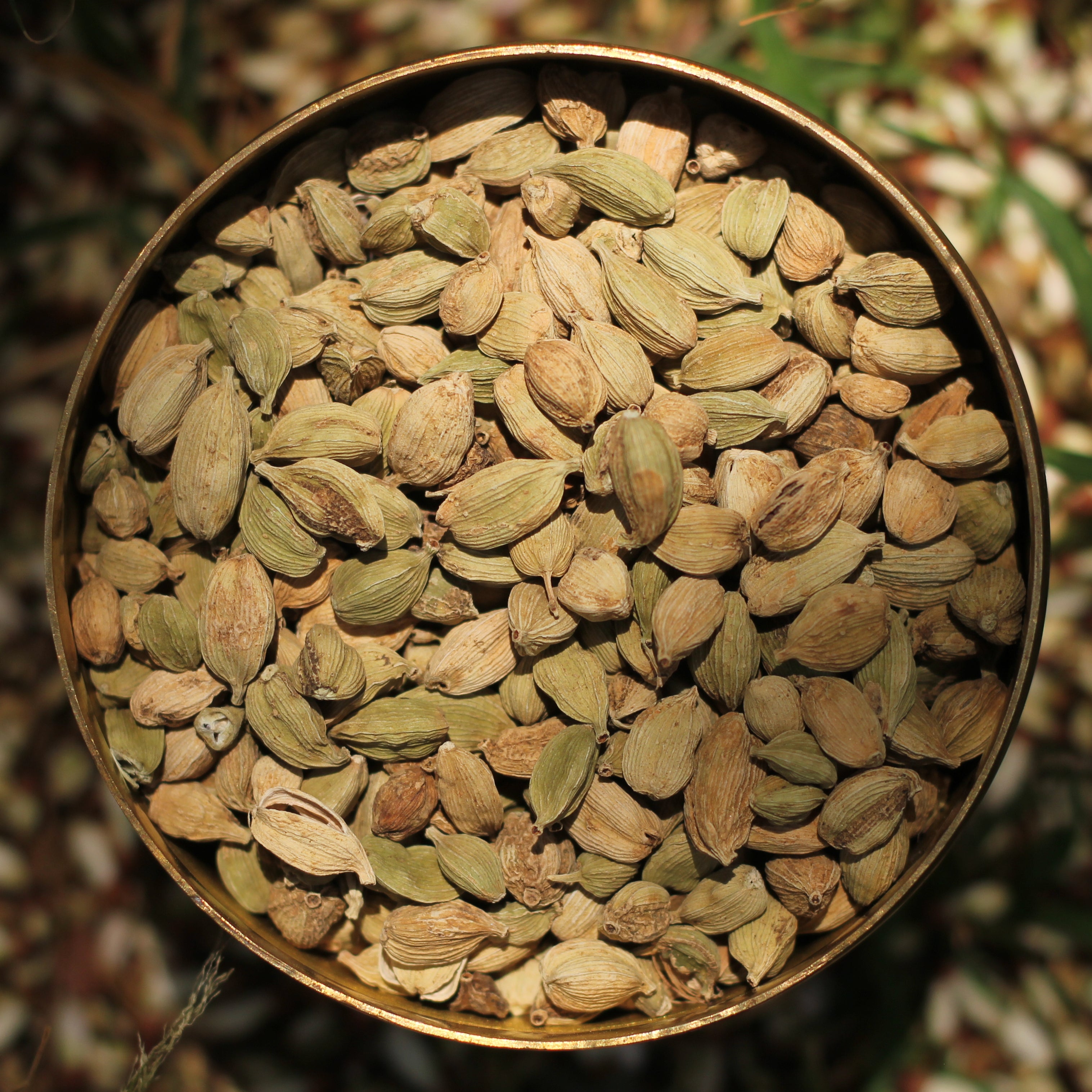 Cardamon Rozzi Cardamom
